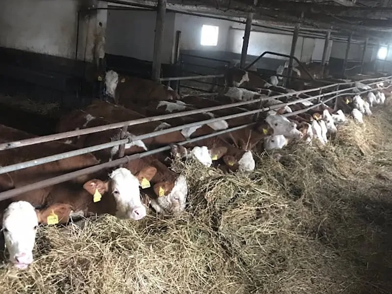 Punctul de Control Bovine Bujoreni, Teleorman