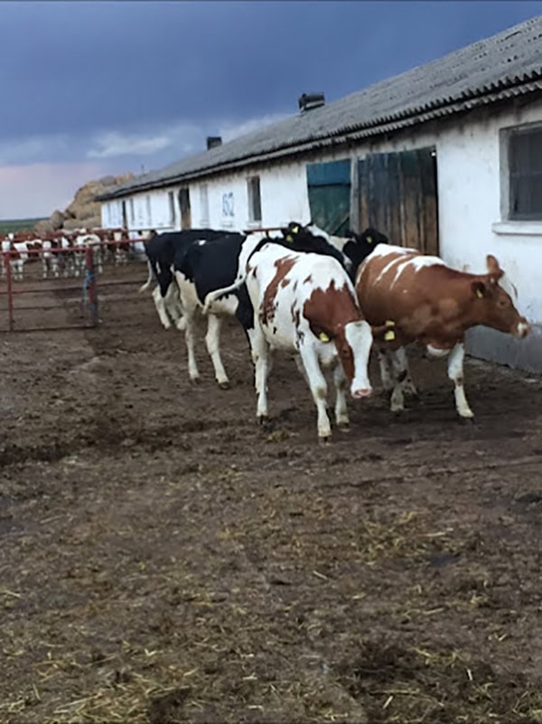 Punctul de Control Bovine Bujoreni, Teleorman