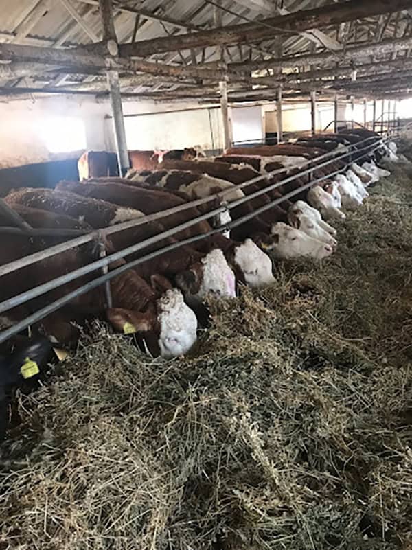 Punctul de Control Bovine Bujoreni, Teleorman