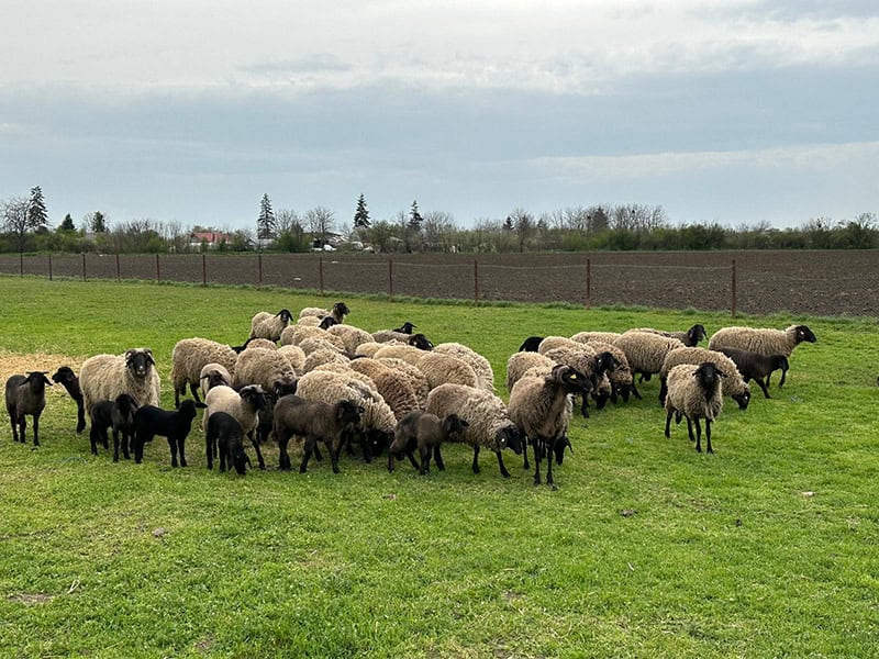 Punctul de Control Ovine Bujoreni