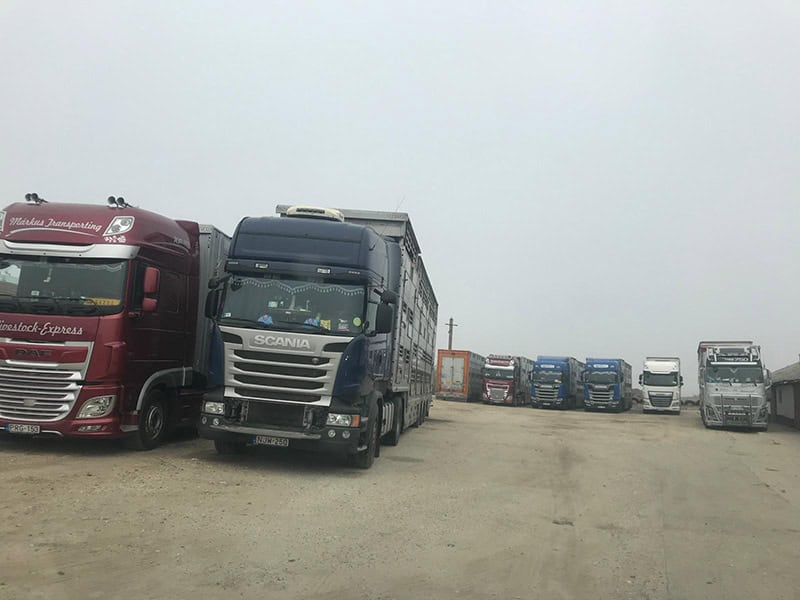 Stație de odihnă și hrănire bovine tranzit România