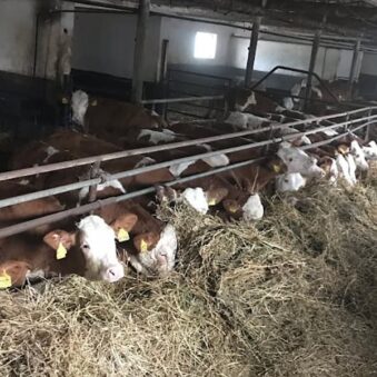 Punctul de Control Bovine Bujoreni, Teleorman