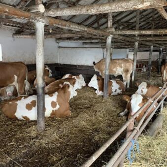 Punctul de Control Bovine Bujoreni, Teleorman