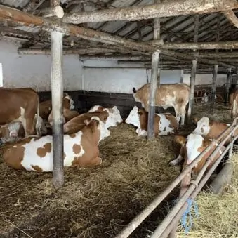 Punctul de Control Bovine Bujoreni, Teleorman